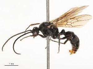  ( - CBG-B23324-G09)  @11 [ ] CreativeCommons - Attribution Share - Alike (2025) CBG Photography Group Centre for Biodiversity Genomics