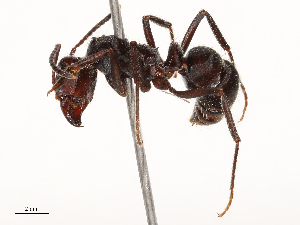  ( - CBG-B23324-G10)  @11 [ ] CreativeCommons - Attribution Share - Alike (2025) CBG Photography Group Centre for Biodiversity Genomics