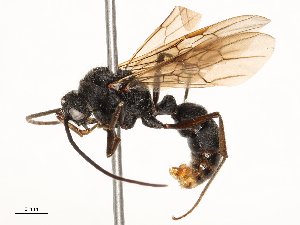  ( - CBG-B23324-G11)  @11 [ ] CreativeCommons - Attribution Share - Alike (2025) CBG Photography Group Centre for Biodiversity Genomics