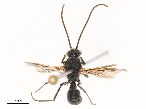  ( - CBG-B23324-H03)  @11 [ ] CreativeCommons - Attribution Share - Alike (2025) CBG Photography Group Centre for Biodiversity Genomics