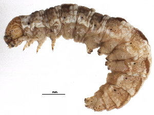  ( - BIOUG05875-H08)  @12 [ ] CreativeCommons - Attribution (2015) CBG Photography Group Centre for Biodiversity Genomics