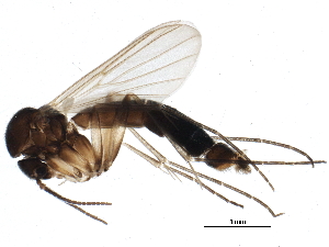  ( - BIOUG15483-F10)  @13 [ ] CreativeCommons - Attribution (2015) CBG Photography Group Centre for Biodiversity Genomics