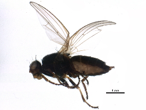  ( - BIOUG15521-C01)  @13 [ ] CreativeCommons - Attribution (2015) CBG Photography Group Centre for Biodiversity Genomics