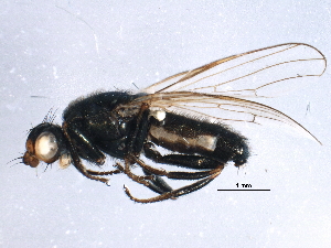  ( - BIOUG15602-H05)  @12 [ ] CreativeCommons - Attribution (2015) CBG Photography Group Centre for Biodiversity Genomics