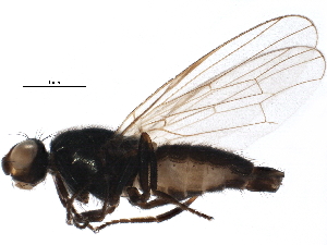 ( - BIOUG15604-C04)  @13 [ ] CreativeCommons - Attribution (2015) CBG Photography Group Centre for Biodiversity Genomics