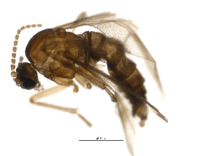  ( - BIOUG04579-A06)  @13 [ ] CreativeCommons - Attribution (2016) CBG Photography Group Centre for Biodiversity Genomics
