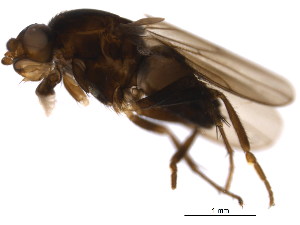  (Sclerocoelus latibarbus - BIOUG07842-G09)  @11 [ ] CreativeCommons - Attribution (2015) CBG Photography Group Centre for Biodiversity Genomics