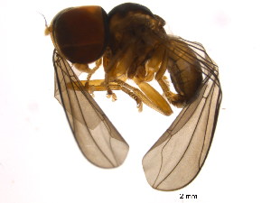  (Microcephalops sp. HON1 - BIOUG07894-E09)  @13 [ ] CreativeCommons - Attribution (2015) CBG Photography Group Centre for Biodiversity Genomics