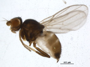  ( - BIOUG08291-D04)  @11 [ ] CreativeCommons - Attribution (2015) CBG Photography Group Centre for Biodiversity Genomics