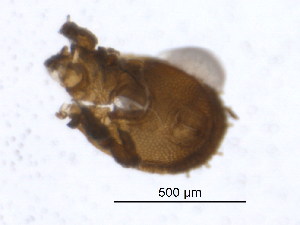  ( - BIOUG08168-B10)  @11 [ ] CreativeCommons - Attribution (2015) CBG Photography Group Centre for Biodiversity Genomics