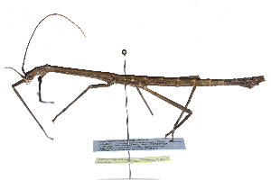  (Haplopodinae - BIOUG19238-A03)  @14 [ ] CreativeCommons - Attribution (2015) CBG Photography Group Centre for Biodiversity Genomics