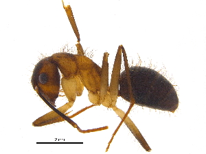  (Camponotus atriceps - BIOUG18597-E07)  @15 [ ] CreativeCommons - Attribution (2015) CBG Photography Group Centre for Biodiversity Genomics