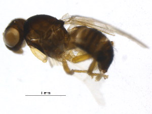  (Pseudopomyza flavicacumen - BIOUG18853-E01)  @12 [ ] CreativeCommons - Attribution (2016) CBG Photography Group Centre for Biodiversity Genomics