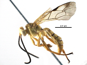  ( - BIOUG19608-B08)  @14 [ ] CreativeCommons - Attribution (2016) CBG Photography Group Centre for Biodiversity Genomics