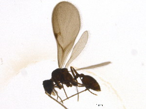  ( - BIOUG18848-H04)  @13 [ ] CreativeCommons - Attribution (2016) CBG Photography Group Centre for Biodiversity Genomics