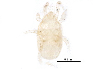  (Proctolaelaps sp. JCS49 - BIOUG26885-F03)  @12 [ ] CreativeCommons - Attribution (2016) CBG Photography Group Centre for Biodiversity Genomics