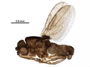  (Sclerocoelus regularis - BIOUG26881-H09)  @14 [ ] CreativeCommons - Attribution (2016) CBG Photography Group Centre for Biodiversity Genomics