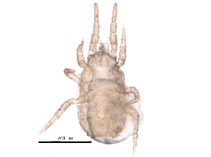  (Metaseiulus adjacentis - BIOUG25837-B07)  @13 [ ] CreativeCommons - Attribution (2016) CBG Photography Group Centre for Biodiversity Genomics