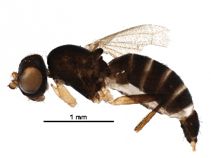  (Pseudopomyzidae - BIOUG25886-A04)  @14 [ ] CreativeCommons - Attribution (2016) CBG Photography Group Centre for Biodiversity Genomics