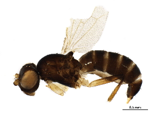  ( - BIOUG25886-A04)  @11 [ ] CreativeCommons - Attribution (2020) CBG Photography Group Centre for Biodiversity Genomics