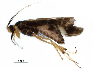  (Macrostemum fenestratum - BIOUG32221-B10)  @14 [ ] CreativeCommons - Attribution (2017) CBG Photography Group Centre for Biodiversity Genomics