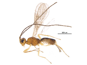  (Acanthormius - BIOUG32395-C05)  @14 [ ] CreativeCommons - Attribution (2017) CBG Photography Group Centre for Biodiversity Genomics