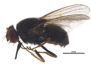  (Stomoxys indicus - BIOUG32518-D03)  @11 [ ] CreativeCommons - Attribution (2017) CBG Photography Group Centre for Biodiversity Genomics