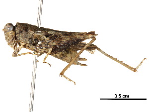  (Coptotettix - BIOUG32522-H05)  @11 [ ] CreativeCommons - Attribution (2017) CBG Photography Group Centre for Biodiversity Genomics