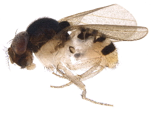  ( - BIOUG32684-F11)  @11 [ ] CreativeCommons - Attribution (2017) CBG Photography Group Centre for Biodiversity Genomics