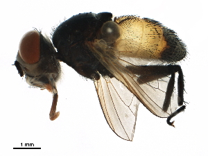  ( - BIOUG41881-H02)  @11 [ ] CreativeCommons - Attribution (2020) CBG Photography Group Centre for Biodiversity Genomics