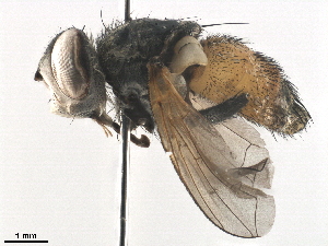  ( - BIOUG42568-E07)  @11 [ ] CreativeCommons - Attribution (2019) CBG Photography Group Centre for Biodiversity Genomics