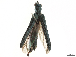  ( - BIOUG48909-H03)  @11 [ ] CreativeCommons - Attribution (2020) CBG Photography Group Centre for Biodiversity Genomics