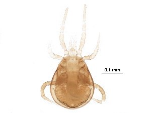  (Phytoscutus - BIOUG23820-B10)  @14 [ ] CreativeCommons - Attribution (2016) CBG Photography Group Centre for Biodiversity Genomics