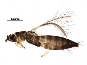 (Craspedothrips - BIOUG26550-D02)  @14 [ ] CreativeCommons - Attribution (2016) CBG Photography Group Centre for Biodiversity Genomics
