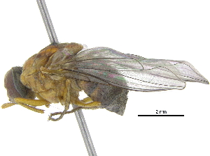  (Haematobosca squalida - BIOUG23591-G12)  @13 [ ] CreativeCommons - Attribution (2016) CBG Photography Group Centre for Biodiversity Genomics