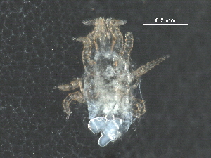  (Dicrocheles pelates - BIOUG26305-B11)  @14 [ ] CreativeCommons - Attribution (2016) CBG Photography Group Centre for Biodiversity Genomics