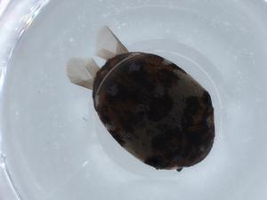  (Anthrenus delicatus - BIOUG66675-F12)  @11 [ ] CreativeCommons - Attribution (2021) Centre for Biodiversity Genomics Centre for Biodiversity Genomics