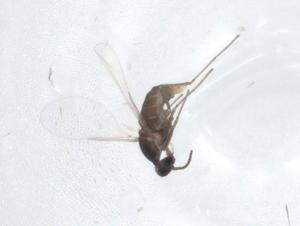  (Ozirhincus longicollis - CBG-A12129-G10)  @11 [ ] CreativeCommons - Attribution Share - Alike (2023) Centre for Biodiversity Genomics Centre for Biodiversity Genomics