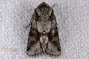  ( - 2011GM-0143)  @13 [ ] Copyright (2011) Gary McDonald Unspecified