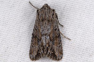  ( - 2011GM-0159)  @13 [ ] Copyright (2011) Gary McDonald Unspecified