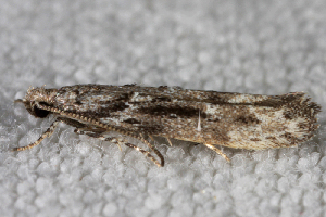  ( - 2011GM-0272)  @12 [ ] Copyright (2011) Gary McDonald Unspecified