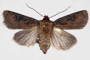  (Agrotis vancouverensis group - 2011GM-0386)  @15 [ ] Copyright (2011) Gary McDonald Unspecified