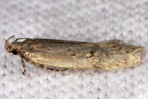  ( - 2011GM-0408)  @12 [ ] Copyright (2011) Gary McDonald Unspecified