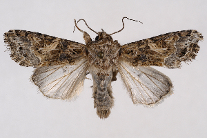  (Spodoptera praefica - 2011GM-0589)  @15 [ ] Copyright (2011) Gary McDonald Unspecified