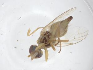  ( - CBG-A13982-A02)  @11 [ ] CreativeCommons - Attribution Share - Alike (2023) Centre for Biodiversity Genomics Centre for Biodiversity Genomics