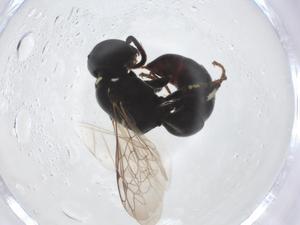  ( - CBG-A13983-G02)  @11 [ ] CreativeCommons - Attribution Share - Alike (2023) Centre for Biodiversity Genomics Centre for Biodiversity Genomics
