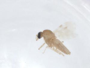  (Culicoides sp. AB-2019 - CBG-A17597-E10)  @11 [ ] CreativeCommons - Attribution Share - Alike (2023) Centre for Biodiversity Genomics Centre for Biodiversity Genomics