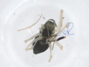  ( - CBG-A18167-C07)  @11 [ ] CreativeCommons - Attribution Share - Alike (2023) Centre for Biodiversity Genomics Centre for Biodiversity Genomics