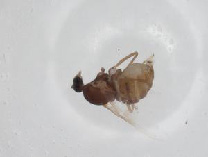  (Ozirhincus anthemidis - CBG-A18576-F03)  @11 [ ] CreativeCommons - Attribution Share - Alike (2023) Centre for Biodiversity Genomics Centre for Biodiversity Genomics