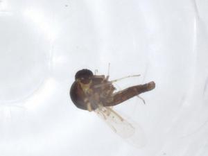  ( - CBG-A18580-D05)  @11 [ ] CreativeCommons - Attribution Share - Alike (2023) Centre for Biodiversity Genomics Centre for Biodiversity Genomics